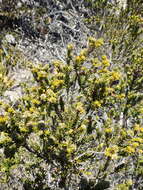 Image of Phylica axillaris var. maritima Pillans