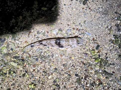 Image of Shadow goby