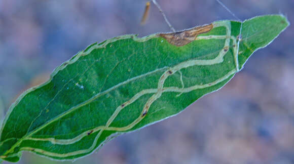 Image de Ophiomyia maura (Meigen 1838)