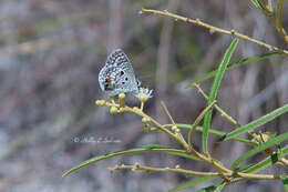 Image of Nickerbean Blue