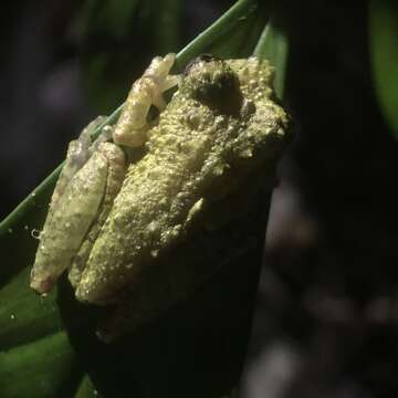 صورة Ololygon muriciensis (Cruz, Nunes & Lima 2011)