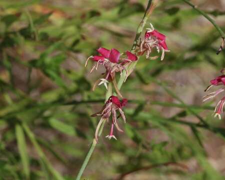 Oenothera hispida (Benth.) W. L. Wagner, Hoch & Zarucchi的圖片