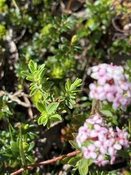 Image of Pimelea alpina F. Müll. ex Meissn.