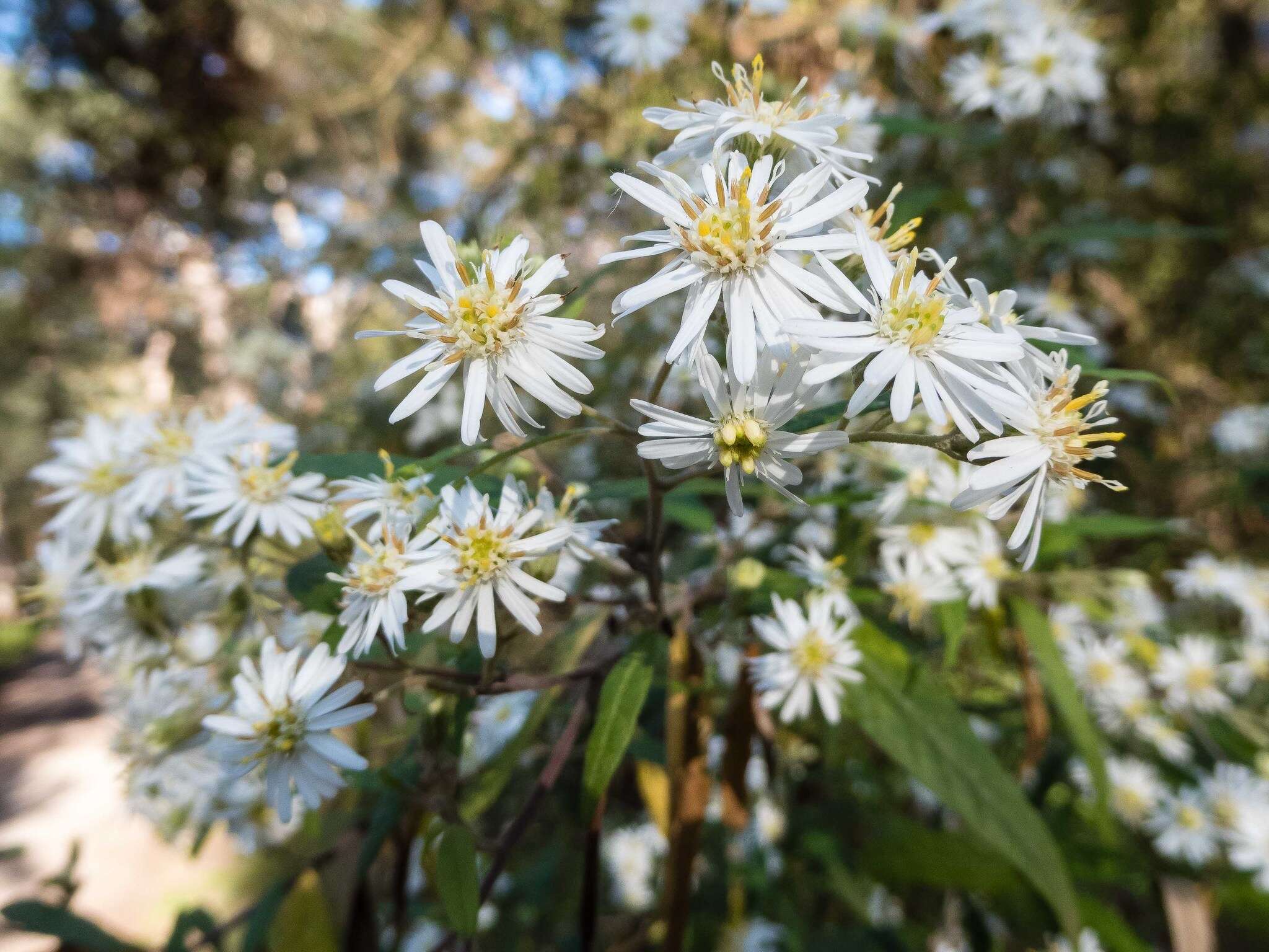 Image of Olearia lyrata (Sims) Hutch.