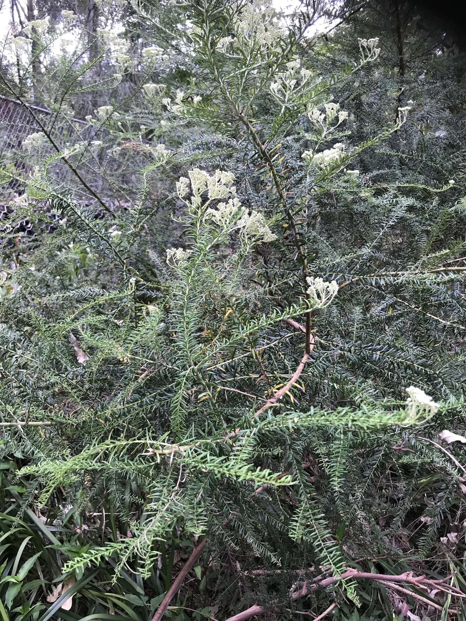 Image of Ozothamnus diosmifolius (Vent.) DC.