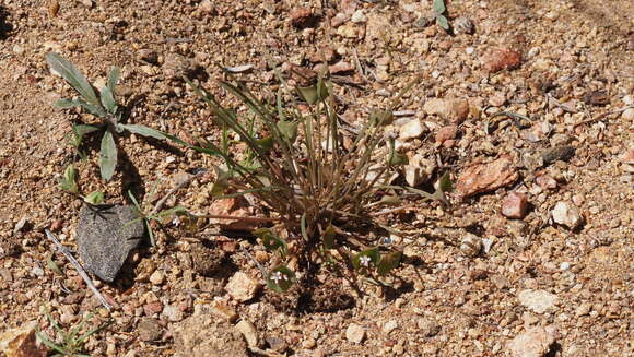 Image of streambank springbeauty