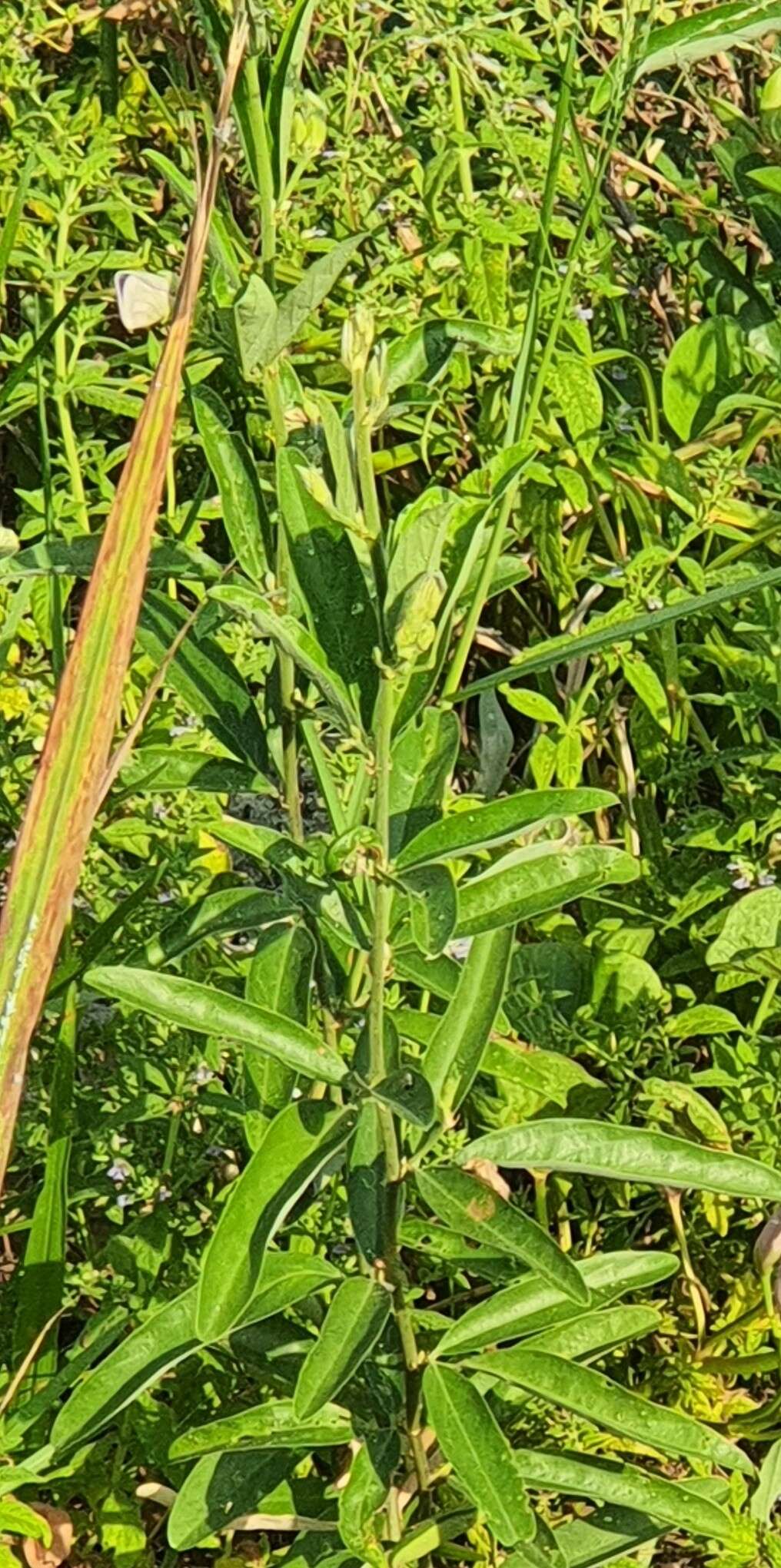 Image de Clitoria laurifolia Poir.