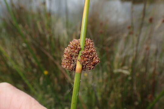 Imagem de Juncus astreptus L. A. S. Johnson