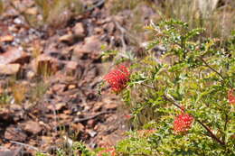 Image of Grevillea aquifolium Lindl.