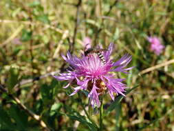 Halictus sexcinctus (Fabricius 1775)的圖片