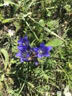 صورة Gentiana decumbens L. fil.