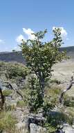 Image of Perrierodendron quartzitorum J.-F. Leroy, Lowry, Haev., Labat & G. E. Schatz