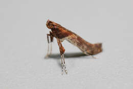 Слика од Caloptilia falconipennella (Hübner 1813)