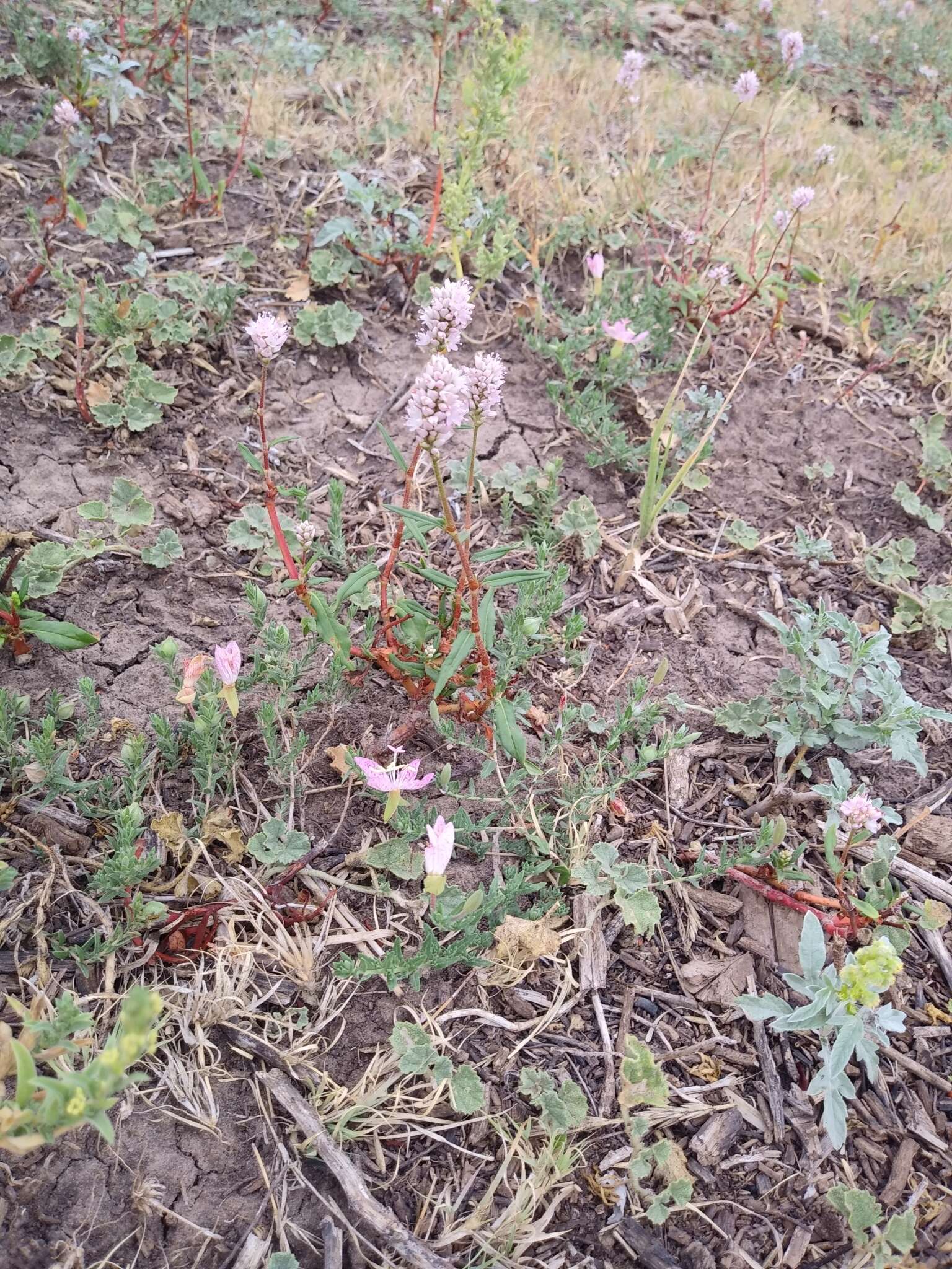 Image of Pink Knotweed