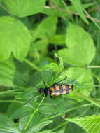 Image of Leptura quadrifasciata Linné 1758