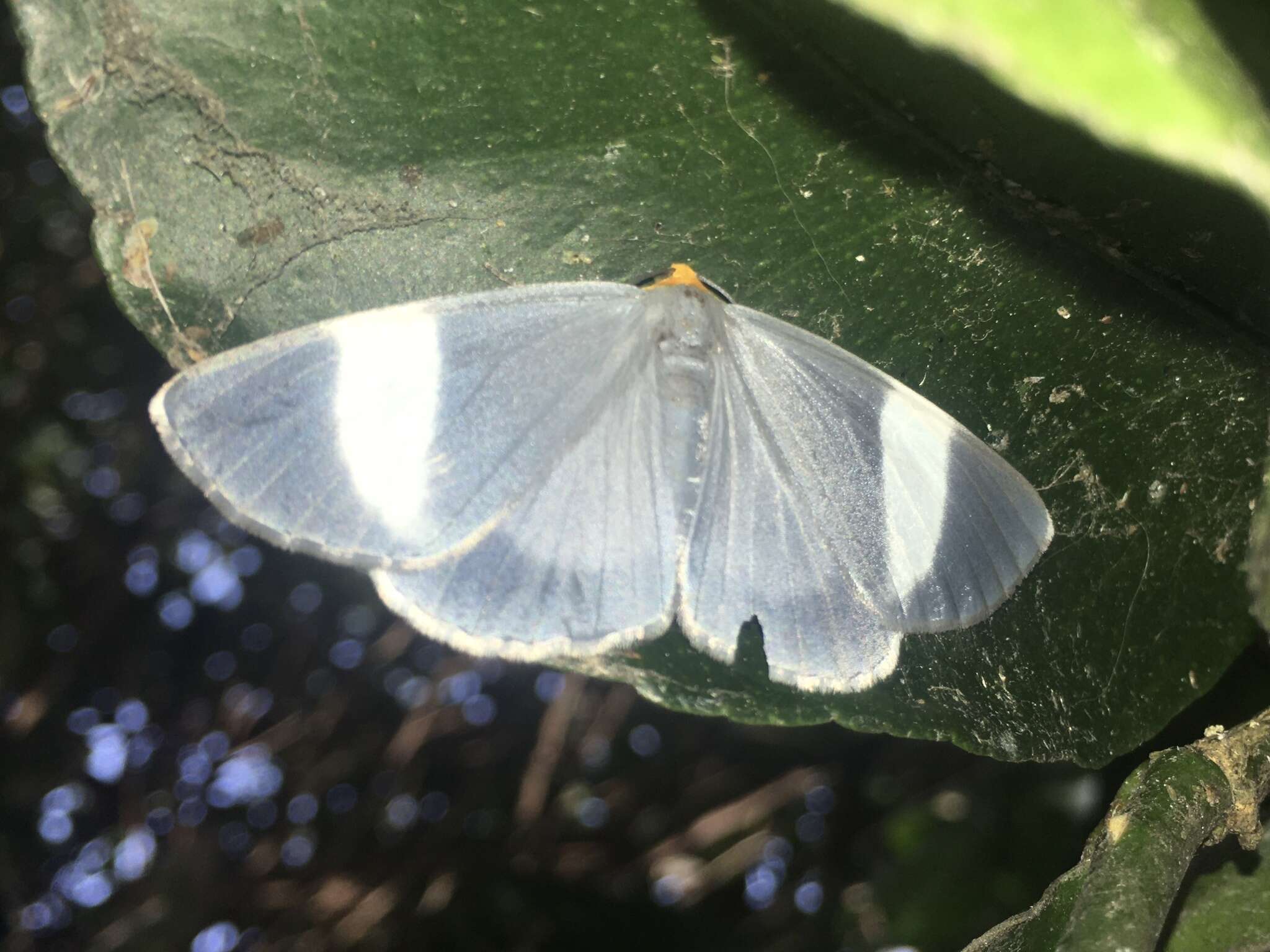 Image de Simena luctifera Walker 1856