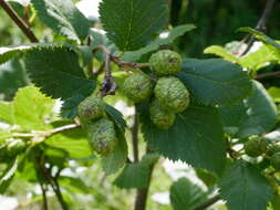 Image of Green Alder