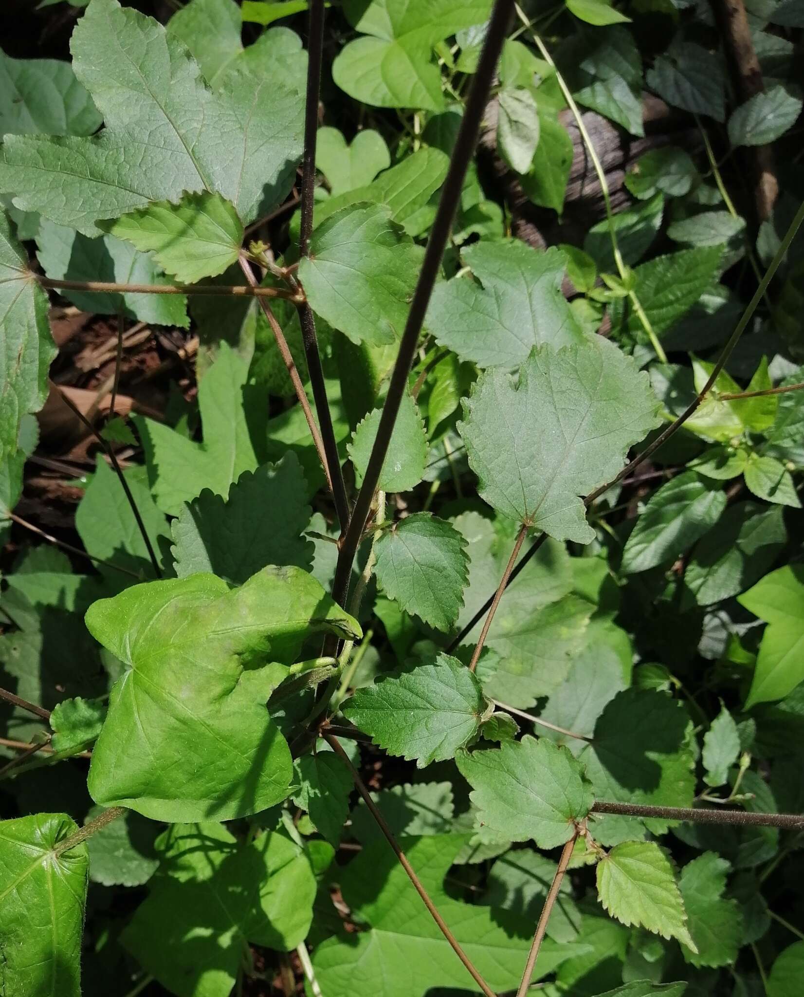 Image of Hibiscus lobatus (Murray) Kuntze