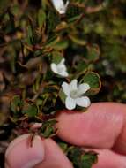 Image of Philotheca obovalis (A. Cunn.) Paul G. Wilson