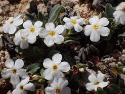 Image of Myosotis colensoi (Kirk) Macbr.