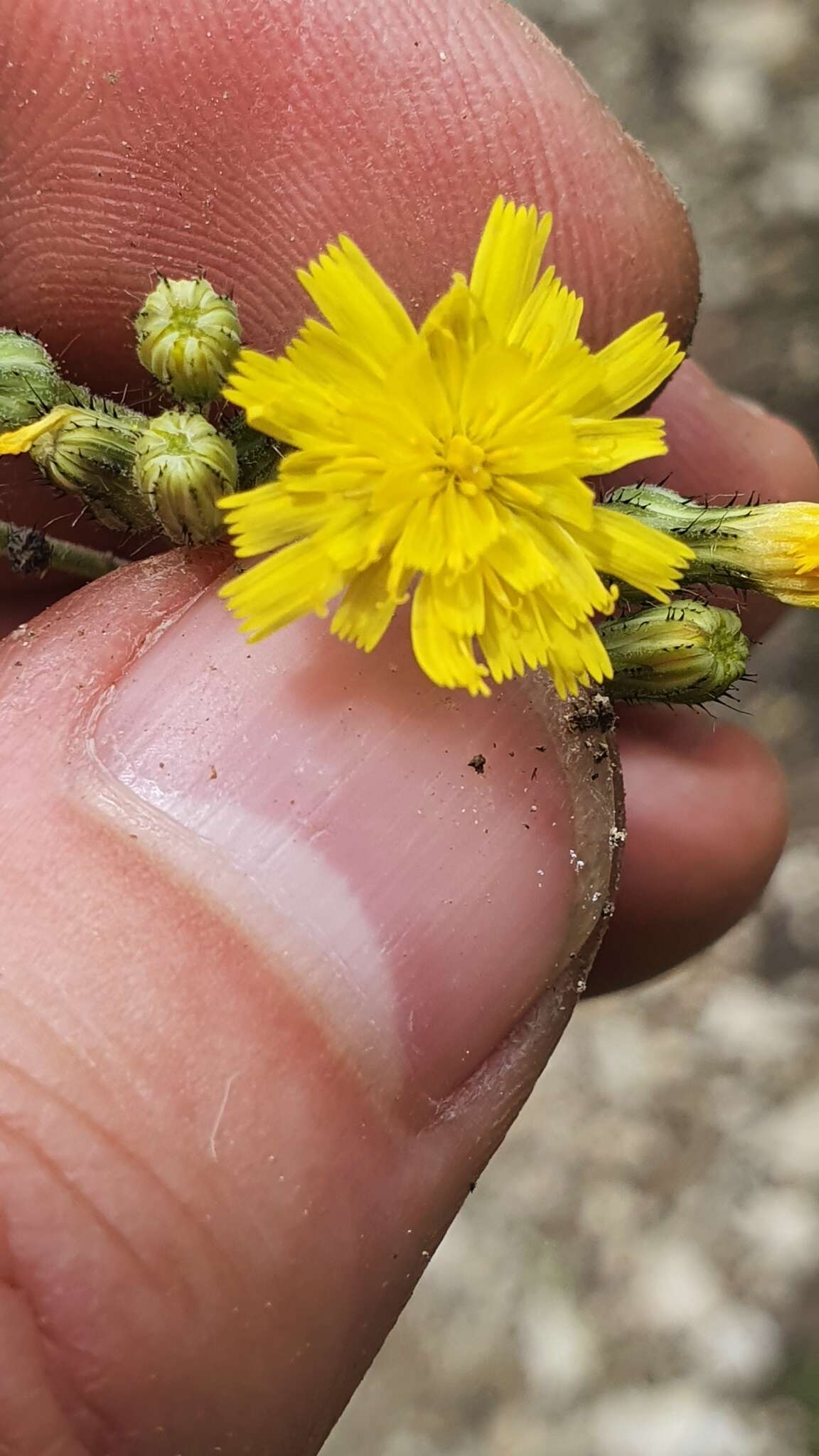 Pilosella bauhini resmi