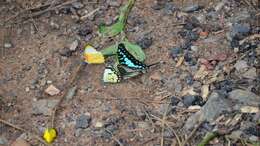 Image de Graphium policenes (Cramer (1775))