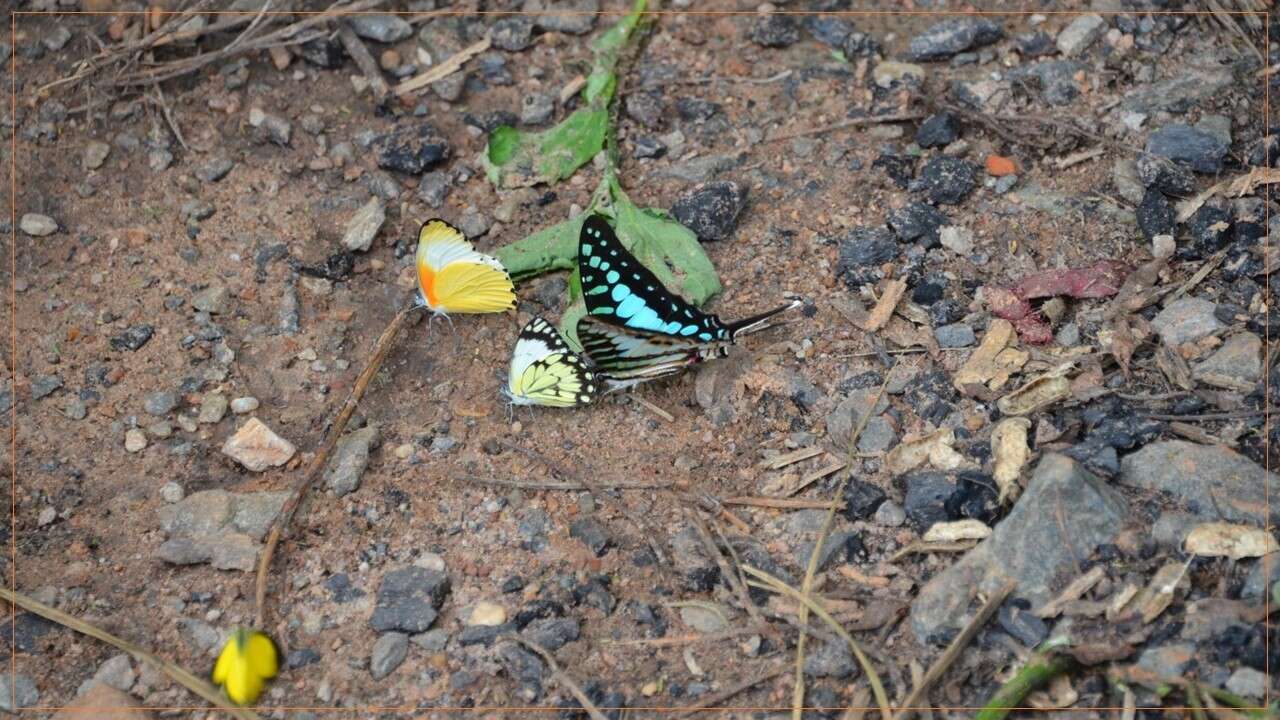 Image de Graphium policenes (Cramer (1775))