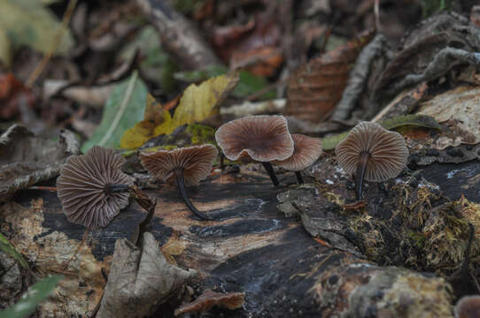 Image of Gymnopus foetidus (Sowerby) P. M. Kirk 2014