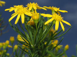 Euryops linearis Harv. resmi