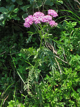 Sivun Achillea carpatica Blocki ex O. N. Dubovik kuva