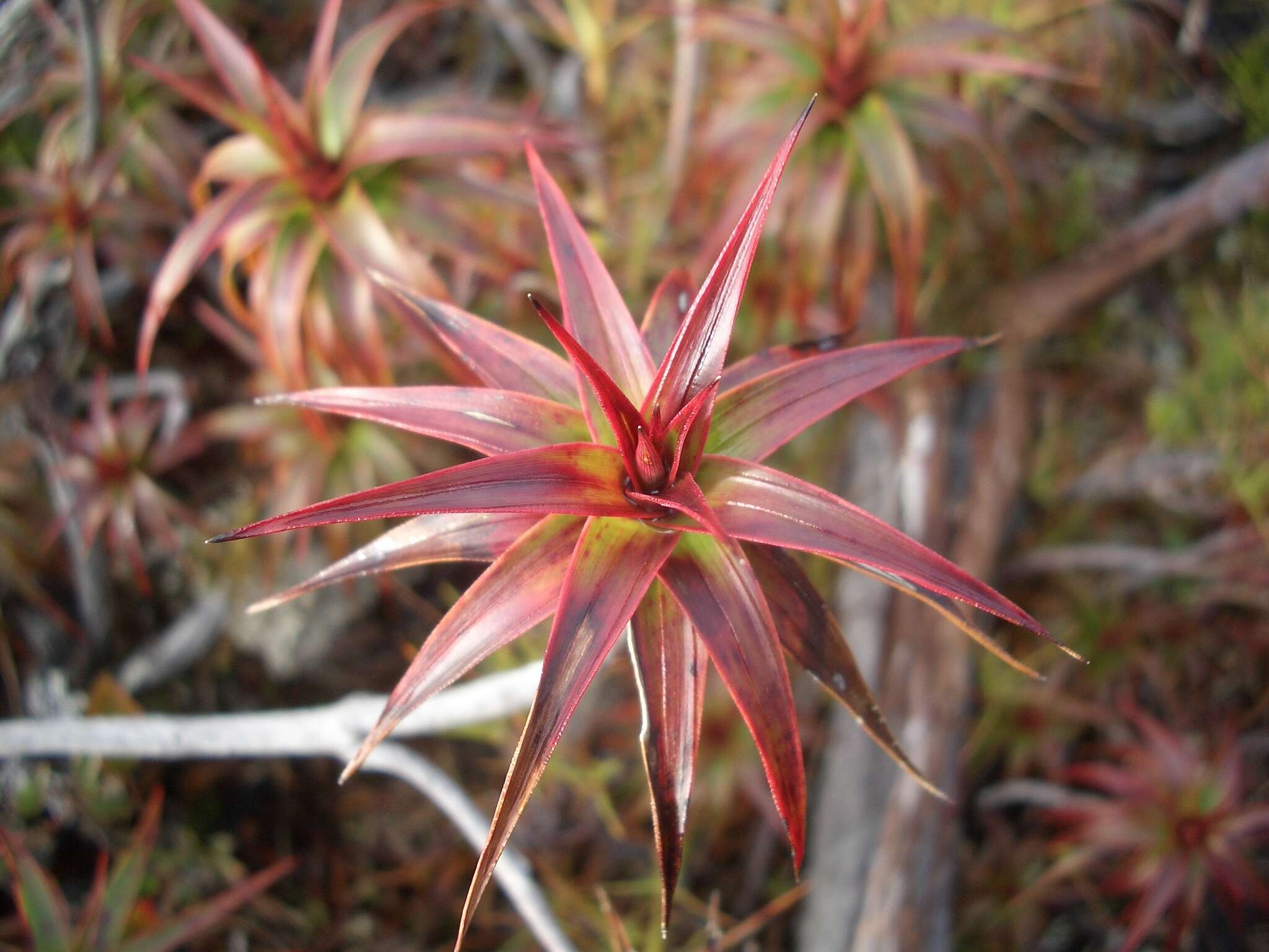 Imagem de Dracophyllum menziesii Hook. fil.