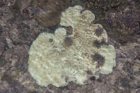 صورة Duncanopsammia peltata