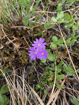 Image of Primula algida Adams