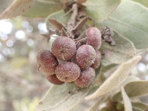 Image of Montara manzanita