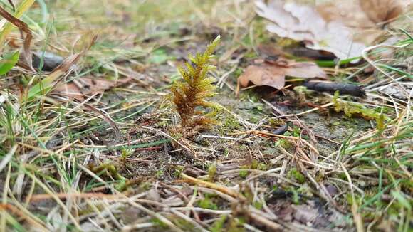 Image of entodon moss