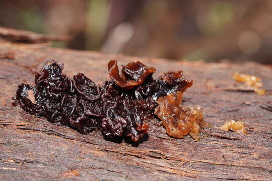 Image of Phaeotremella fimbriata (Pers.) Spirin & Malysheva