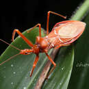 Image of Astinus siamensis Distant 1903