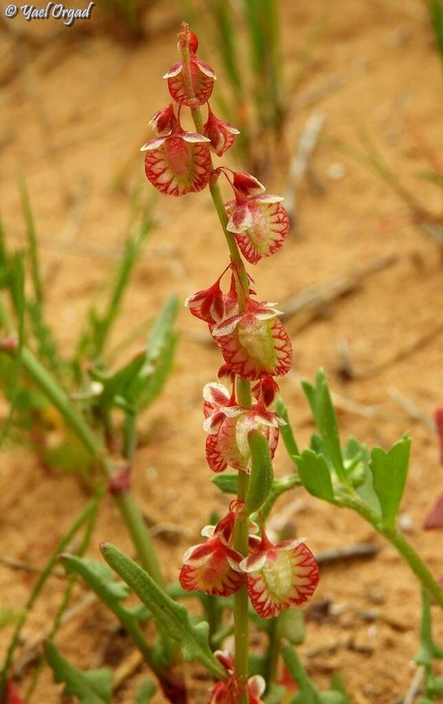 Rumex pictus Forsskál的圖片