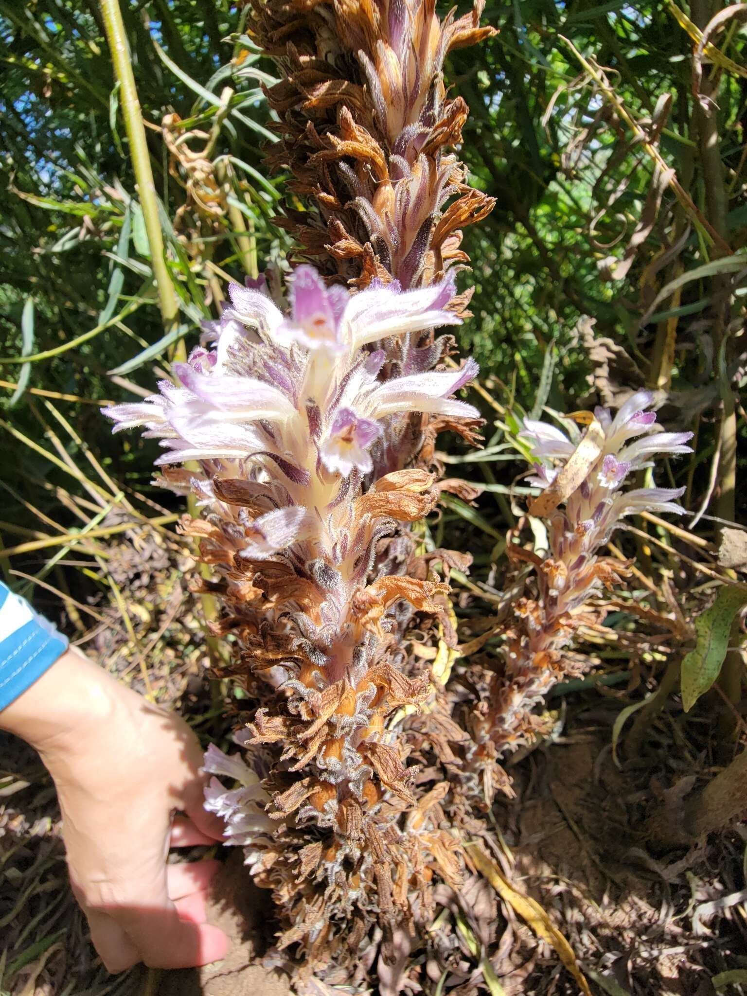 Image of River Broom-Rape