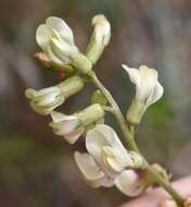 Plancia ëd Astragalus aequalis Clokey