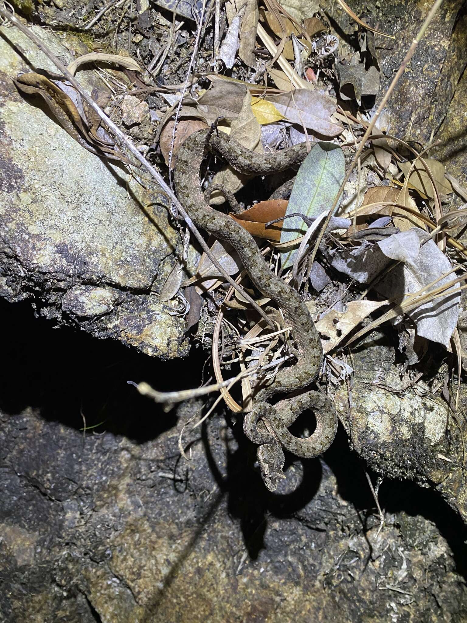 Image de Protobothrops cornutus (M. A. Smith 1930)