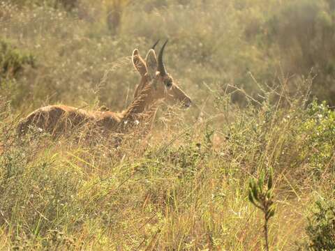 Image of Mountain Reedbuck