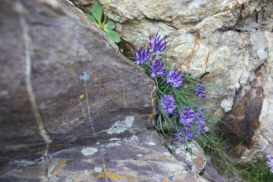 صورة Phyteuma hedraianthifolium Rich. Schulz