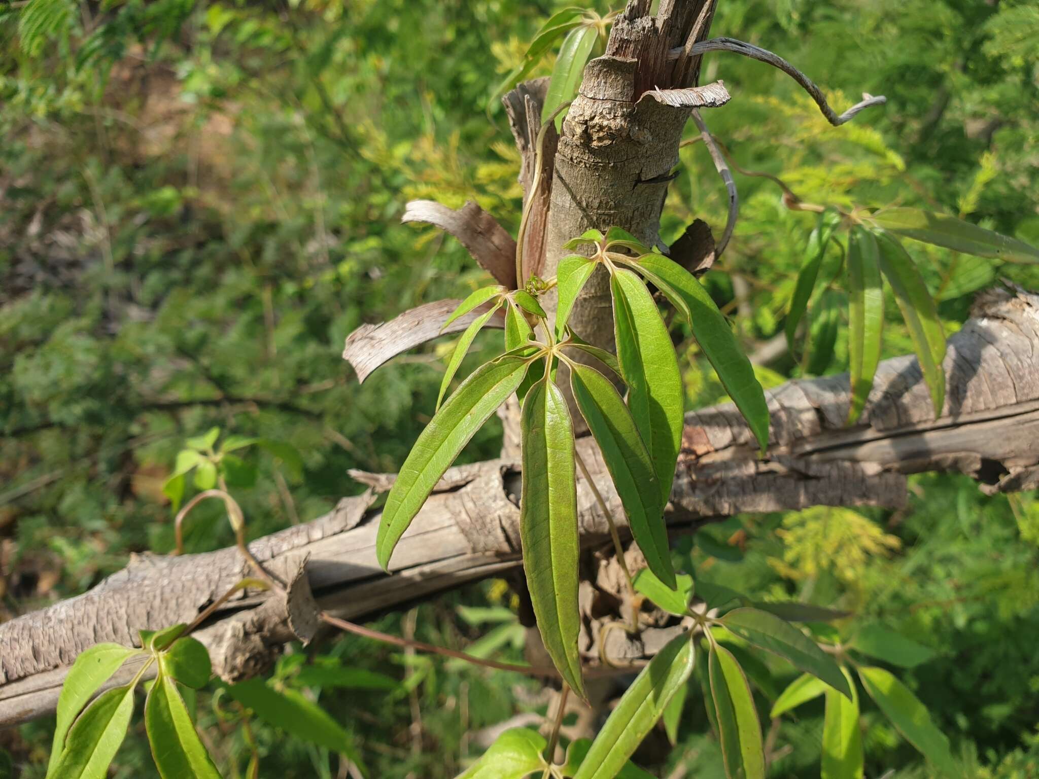 Image of Dioscorea bemarivensis Jum. & H. Perrier