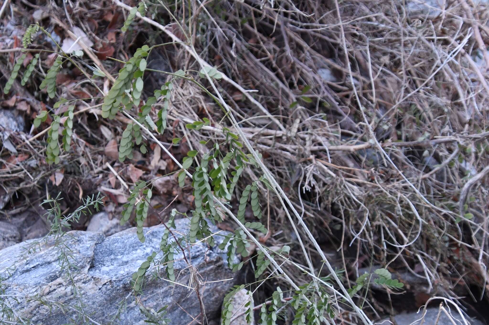 Image of Schott's stickpea