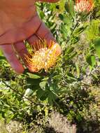 Image of Leucospermum truncatum (Buek ex Meissn.) Rourke