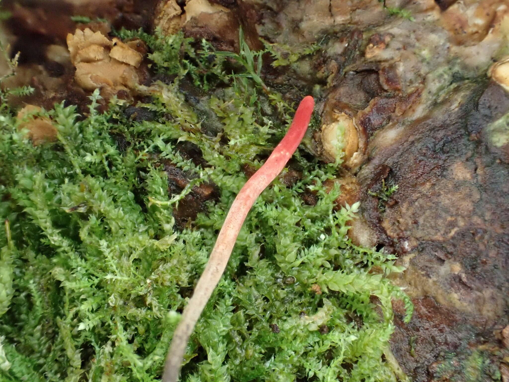 Plancia ëd Ophiocordyceps nutans (Pat.) G. H. Sung, J. M. Sung, Hywel-Jones & Spatafora 2007