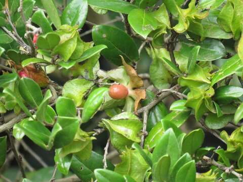 Image of Diospyros scabrida var. scabrida