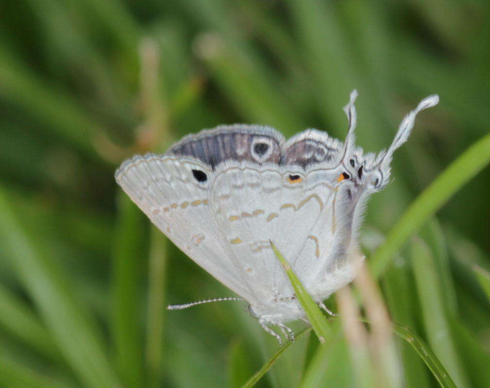 Image of Leptomyrina hirundo (Wallengren 1857)