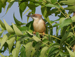 Imagem de Prinia erythroptera (Jardine 1849)